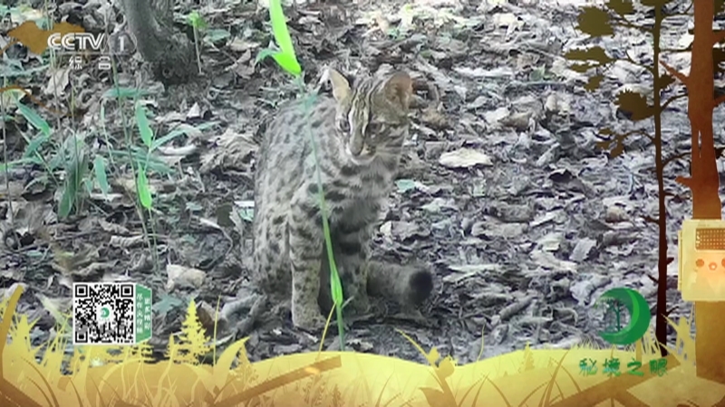 《秘境之眼》 豹猫 20210418