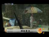 天网 天网 2010年 第247期 神秘毒枭