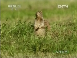 人与自然 《人与自然》 20130410 自然故事 黄鼠历险记