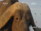 动物世界 《动物世界》 20160915 奔驰的梦想（下）