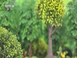 绿野寻踪 《绿野寻踪》 20180418