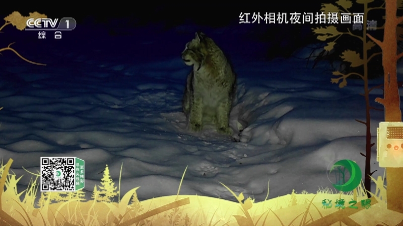 秘境之眼 《秘境之眼》 猞猁 20220610
