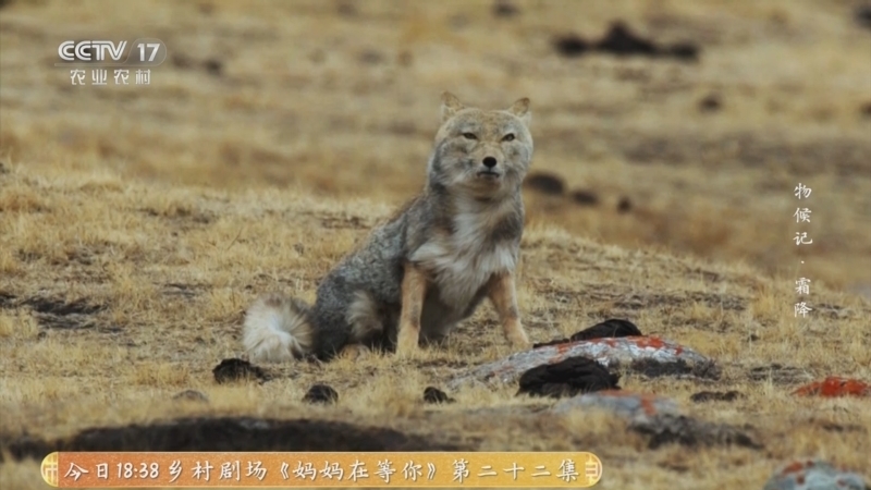 《乡土中国》 20251022 物候记·霜降