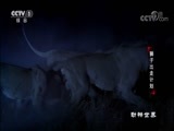 动物世界 《动物世界》 20171004 狮子出走计划