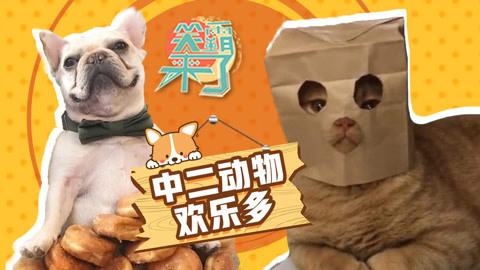 笑霸来了欢畅版 中二动物欢乐多