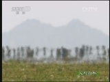 人与自然 《人与自然》 20130321 自然发现 大迁徙（下）