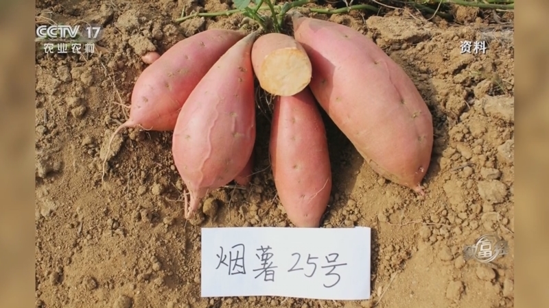 致富经 《致富经》 20220919 科技助力烟薯香