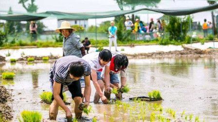 在农村，村民插秧时最害怕遇到的3件事