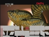 《自然传奇》 20111008 亚洲最致命的蛇