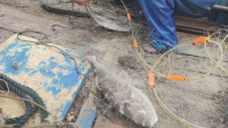 南澳岛赶海日记 成龙拍危险戏落水上岸后感叹差点淹死，我们出海捕鱼就是拿命赚钱，安全第一