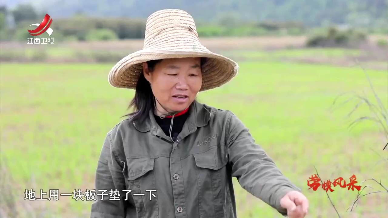 社会传真 劳模风采——匠心耕耘富乡村