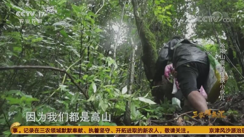 三农群英汇 《三农群英汇》 20200930 吆喝山货的佤族小伙儿