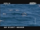 魅力纪录（CCTV-1综合频道） 《鸟瞰地球》 第3集 欧洲
