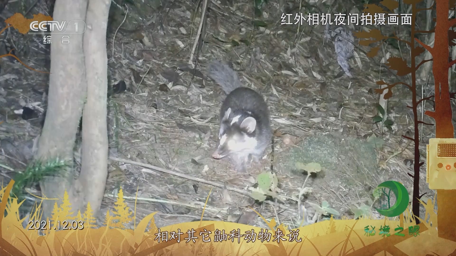 秘境之眼 《秘境之眼》 鼬獾 20231130