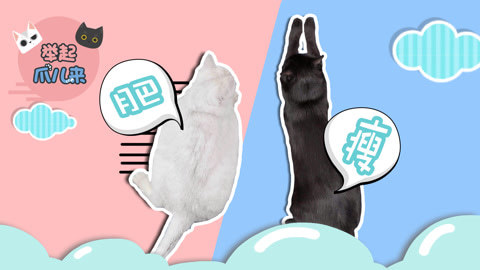 举起爪儿来 喵星人的肥胖标准！