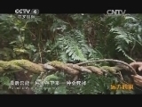 远方的家 百山百川行 第二百一十四集 博平岭 行走亚热带雨林 《远方的家》 20140226