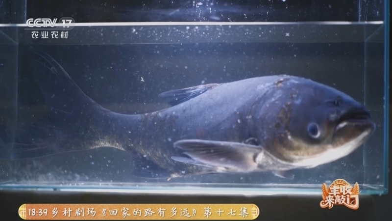 《谁知盘中餐》 20251203 丰收来敲门 探寻江南好味道