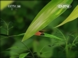 智慧树 《智慧树（周末版）》 20120729
