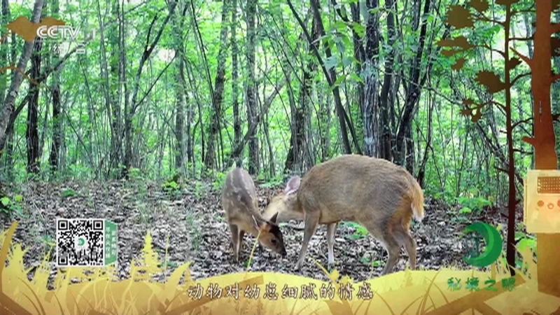 秘境之眼 《秘境之眼》 小麂 20230120