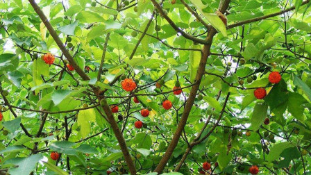 曾经农民讨厌的植物，如今发现全身是“宝”