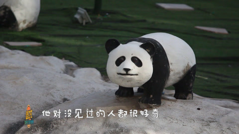 路边社 熊猫的生活