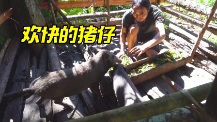 原始丛林人苏门答腊 第二季 菜园里结了个大南瓜，给猪仔们发送福利，吃得这么欢快