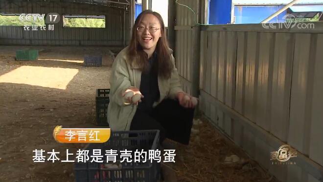 致富经 《致富经》 20191127 翻滚吧 海鸭蛋