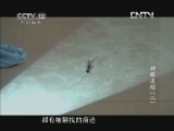 见证 《见证》 20121119 神眼追踪（二）