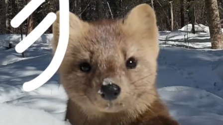 此时此刻想抱一只回家的心，已经达到了顶峰！