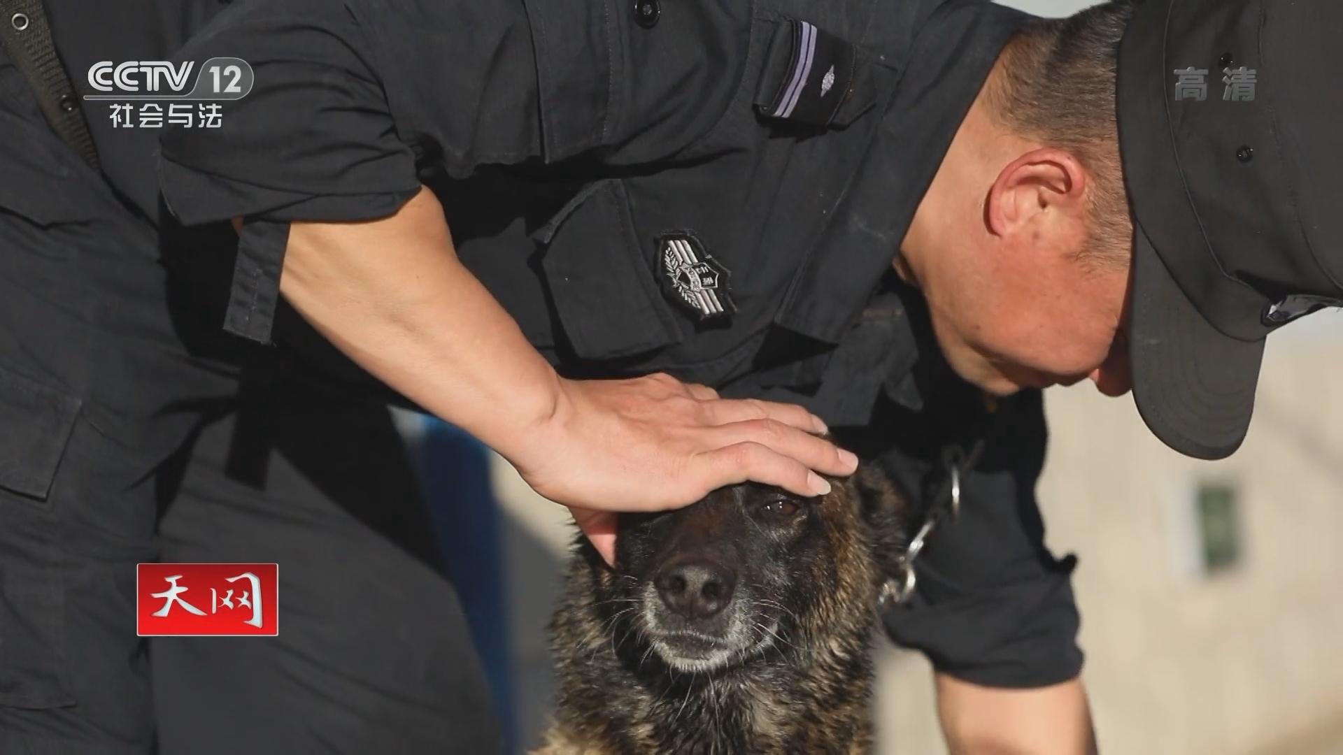 天网 《天网》 20220210 警犬档案（4）