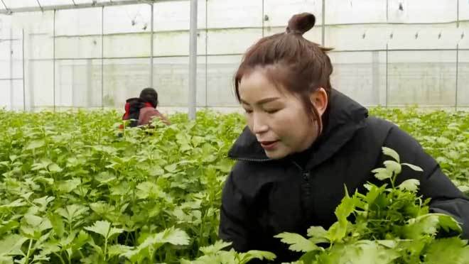 《致富经》 20210119 不服输的女人花样种菜