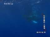 动物世界 动物世界 2010年 第158期