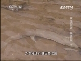 地理中国 《地理中国》 20130721 探秘武陵源-幽潭魅影（下）