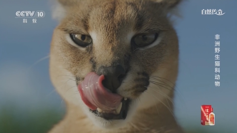 自然传奇 《自然传奇》 20260820 非洲野生猫科动物