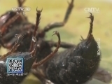 我爱发明 《我爱发明》 20140905 巧灭杀人蜂