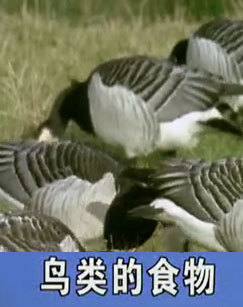 鸟类的食物 海报