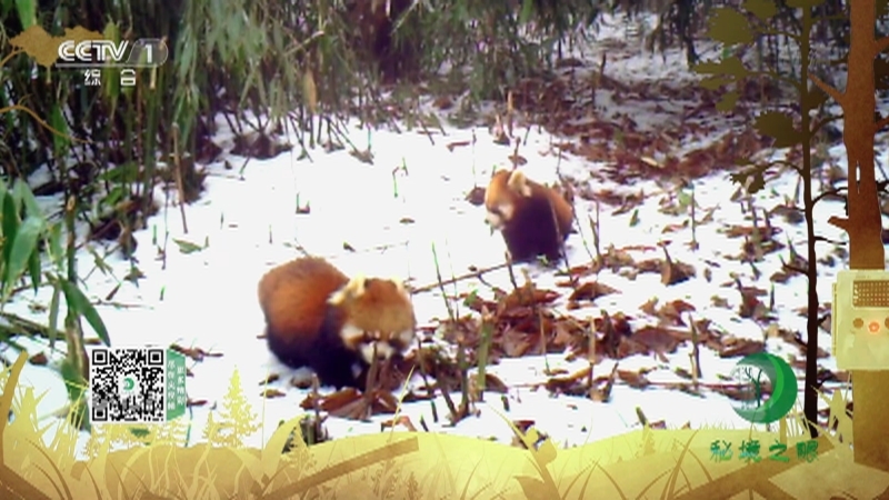 秘境之眼 《秘境之眼》 大熊猫/小熊猫/赤狐/狍/紫貂 20221220