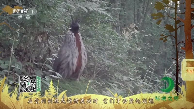 秘境之眼 《秘境之眼》 勺鸡/黑卷尾 20220329