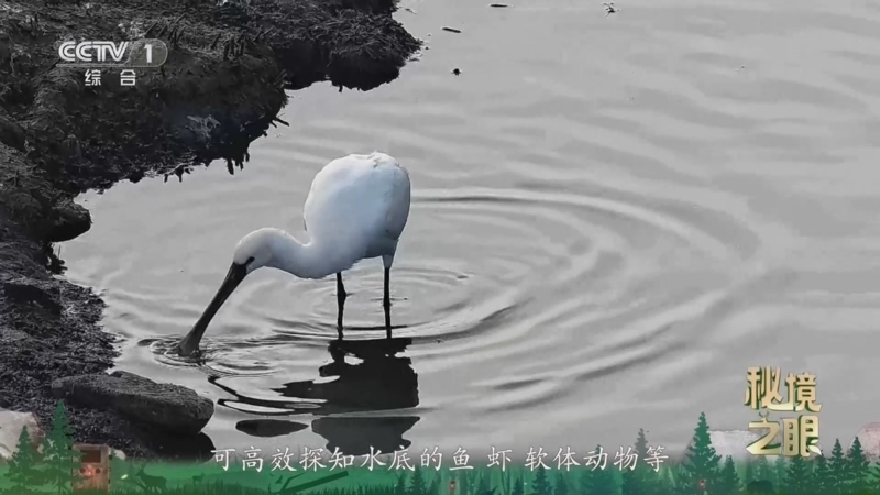 秘境之眼 《秘境之眼》 白琵鹭 20260617