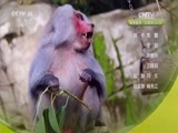自然传奇 《自然传奇》 20170712 动物宝宝