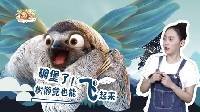 囧闻一箩筐 碉堡了 树懒竟也能飞起来 511