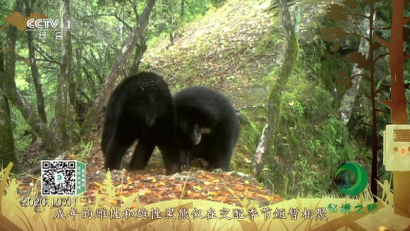 《秘境之眼》 黑熊 20210517