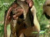 人与自然 《人与自然》 20160313 猴神（上）