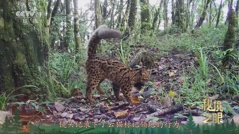 秘境之眼 《秘境之眼》 云猫 20250801