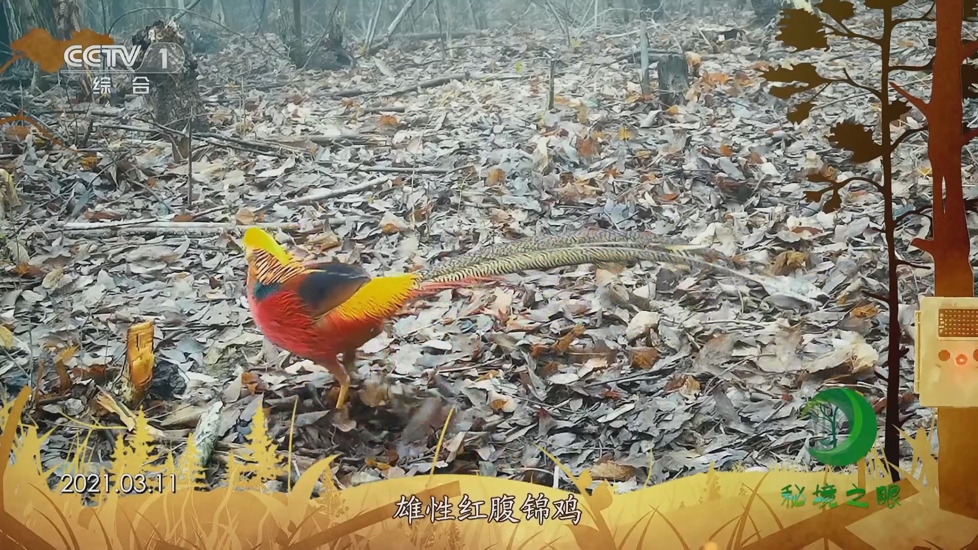 秘境之眼 《秘境之眼》 红腹锦鸡 20230907