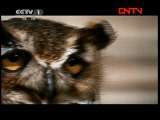 动物世界 《动物世界》 20111204