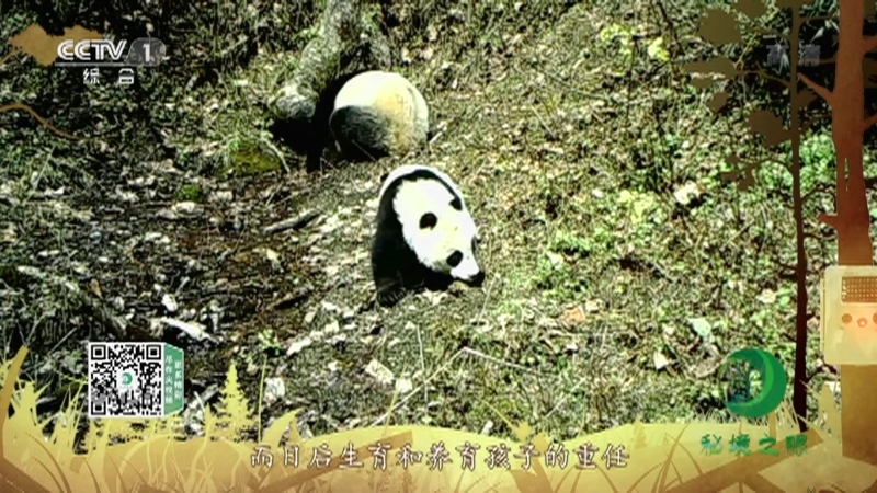 《秘境之眼》 大熊猫 20210101