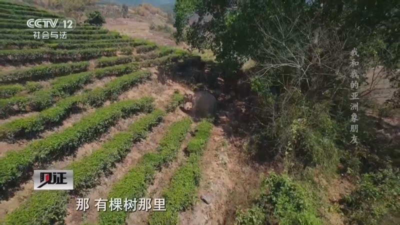 见证 《见证》 20250427 我和我的亚洲象朋友
