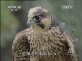 动物世界 《世界纪录电影长廊》 20131221 动物世界：游隼 自然界的顶级捕食者