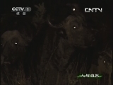 人与自然 《人与自然》 20130624 自然故事 玛拉玛拉的抗争——大旱降临